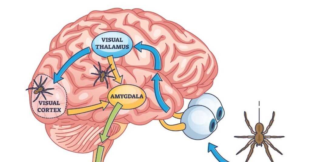 Amygdala 2 1024x536